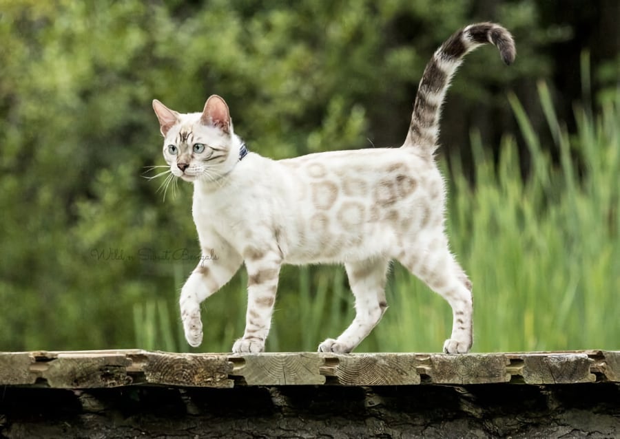 gato bengalí blanco