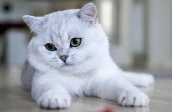 Gato británico, blanco atigrado