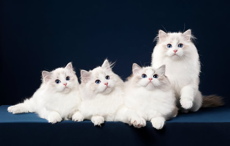 gatos pequeños blancos
