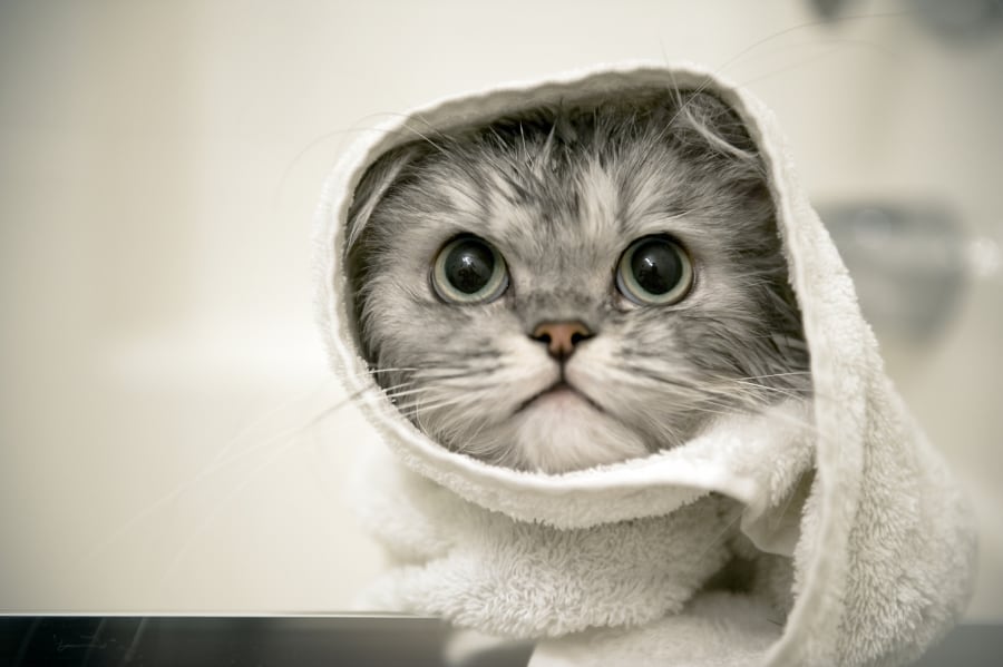 gato envuelto en toalla