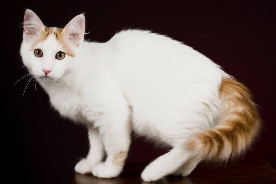 gato naranja y blanco