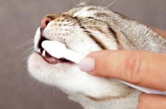cepillar los dientes a los gatos