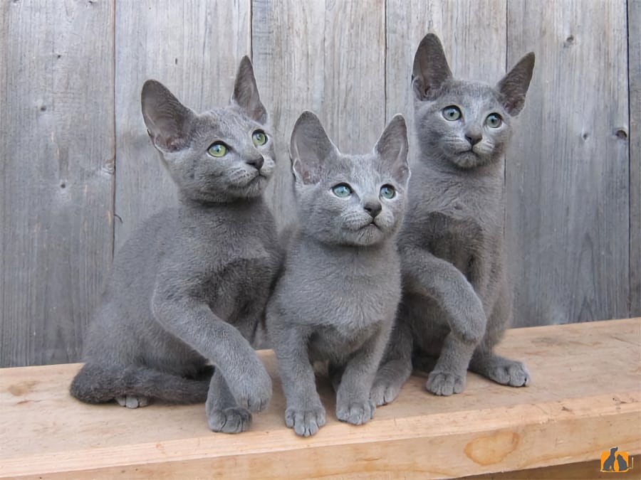 gatitos de la raza korat