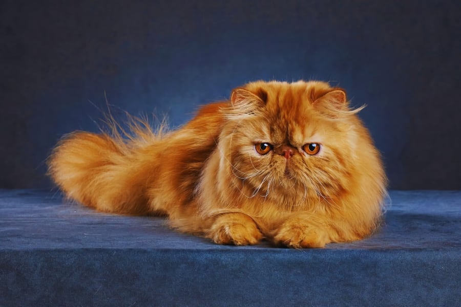 gato persa esponjoso color naranja