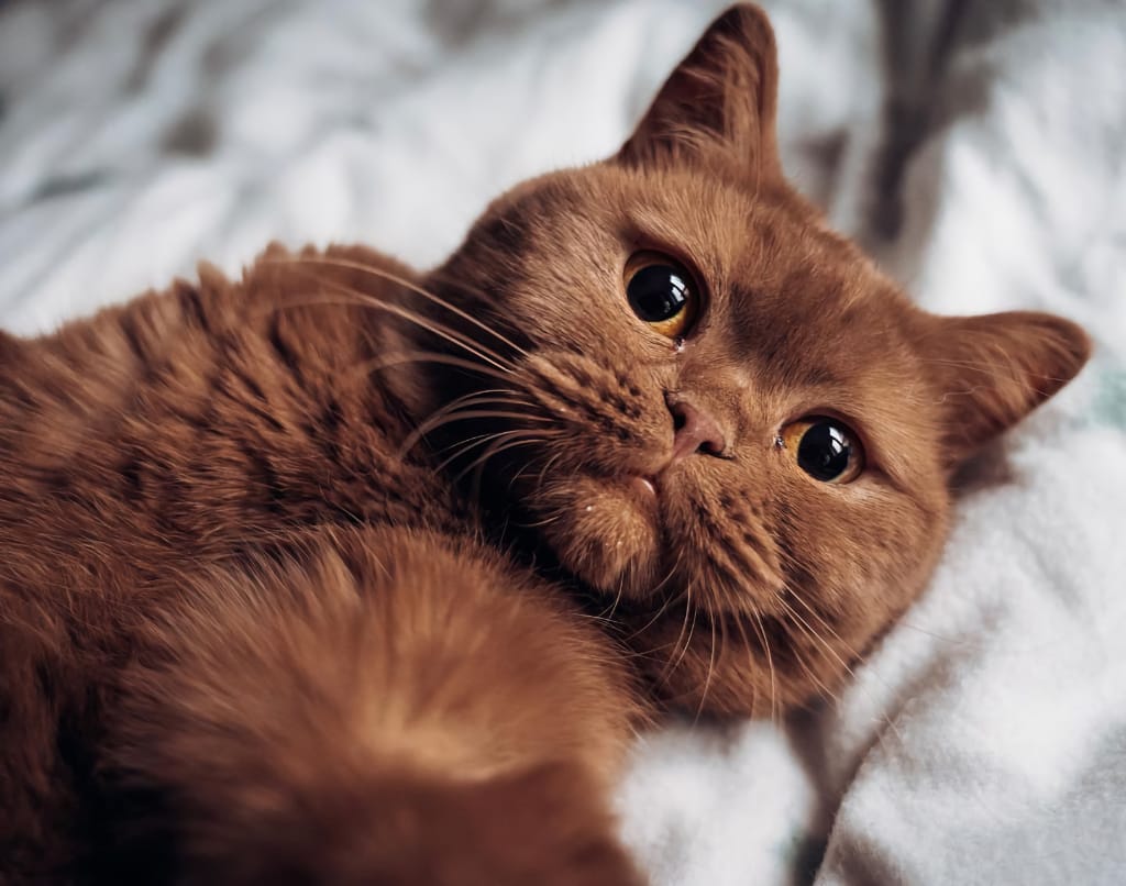 British chocolate cat