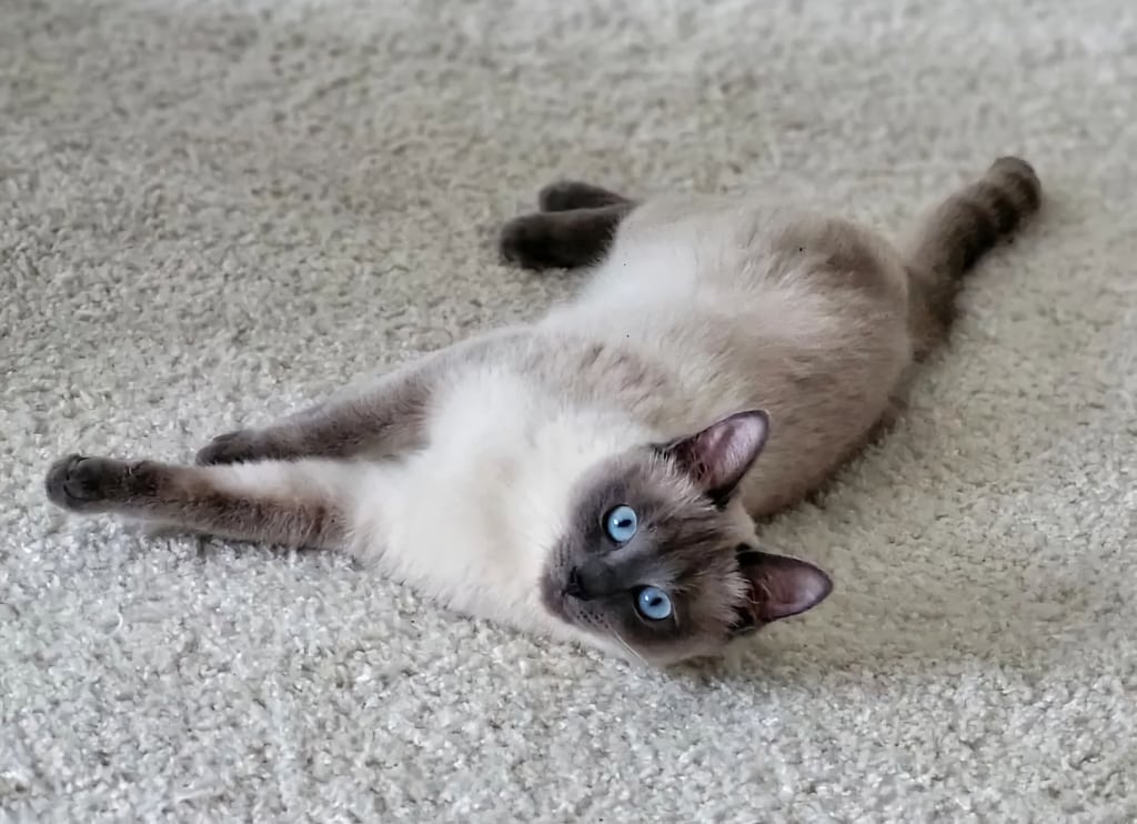 Gato Siames Ojos Azules