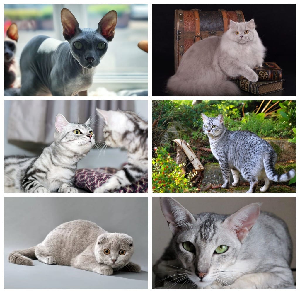 Gatos grises
