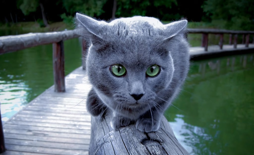 Gato Ruso Azul Ojos Verdes