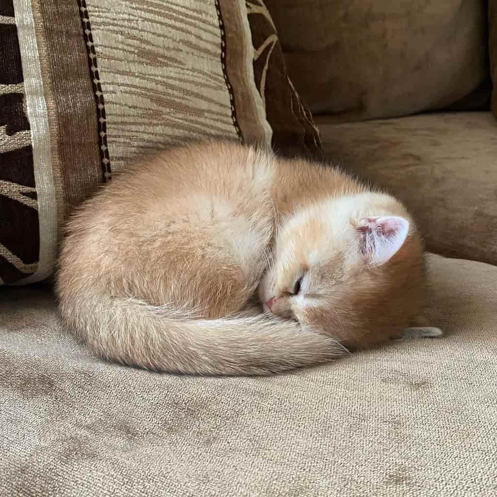 Gato británico bebé, golden chicncilla kitten
