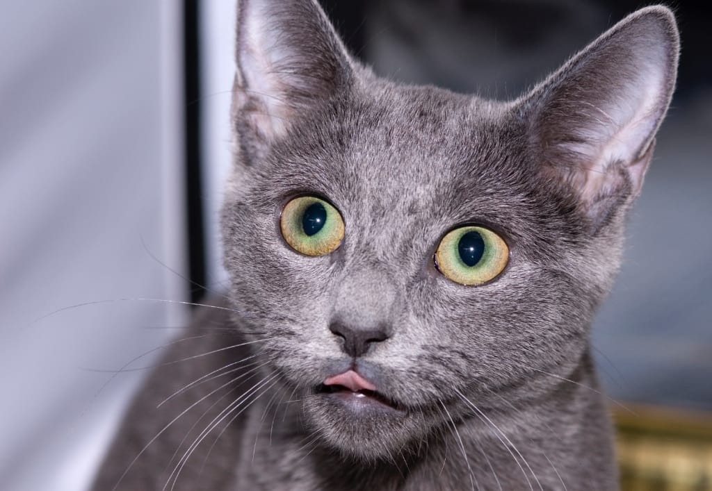 gato ruso azul con defectos