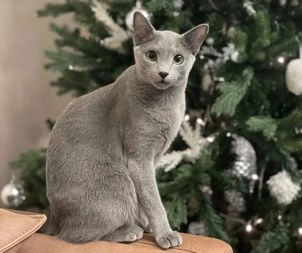 gato ruso azul cerca del árbol de Navidad