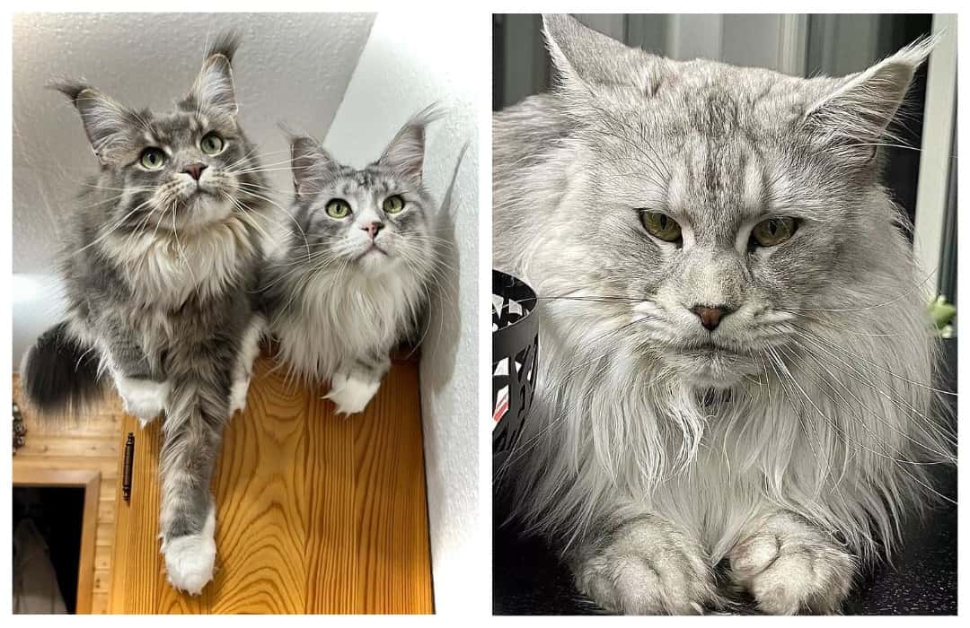 maine coon silver tabby