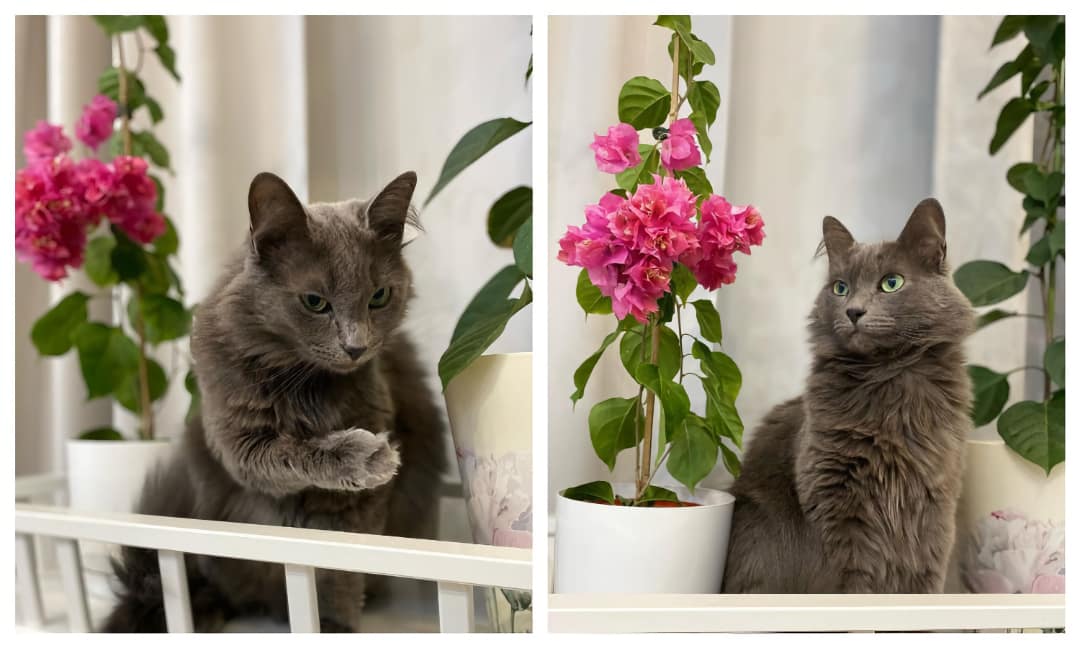 dos fotos de un gato de la raza nibelung, el gato está sentado cerca de los flores de color rosa