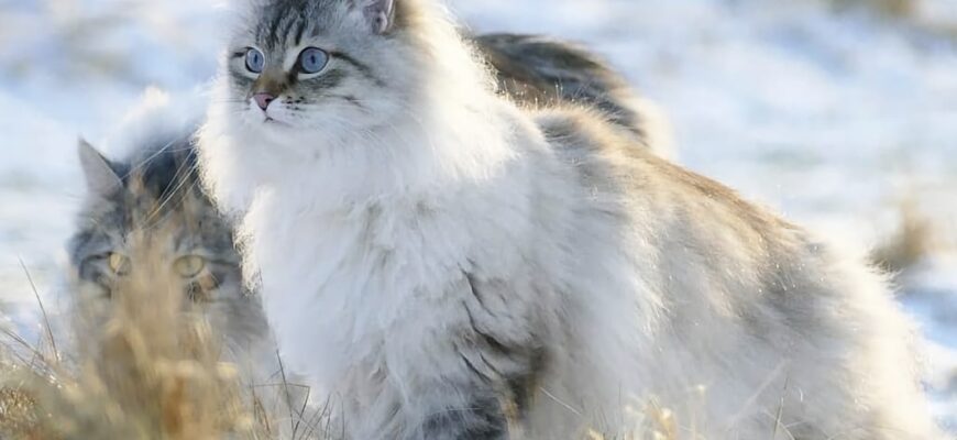 un gato siberiano en invierno