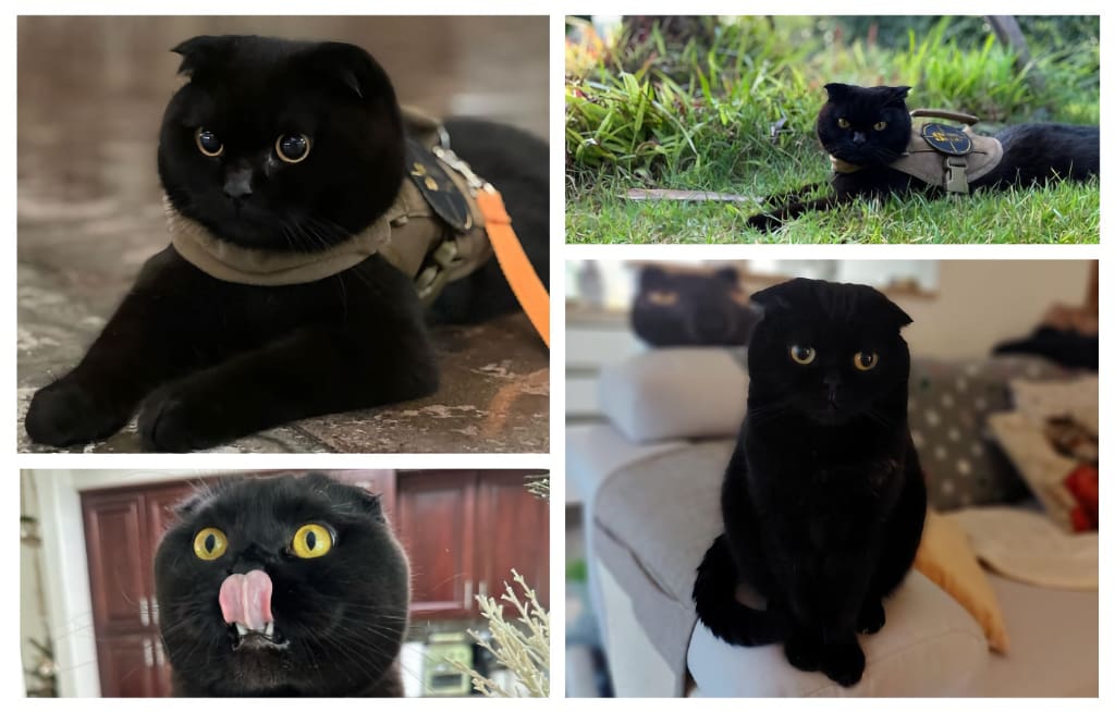 gatos negros scottish fold con los ojos amarillos