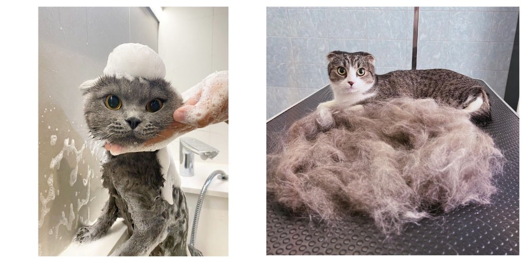 gato sctottish fold en el baño, gato escocés en una peluquería canina