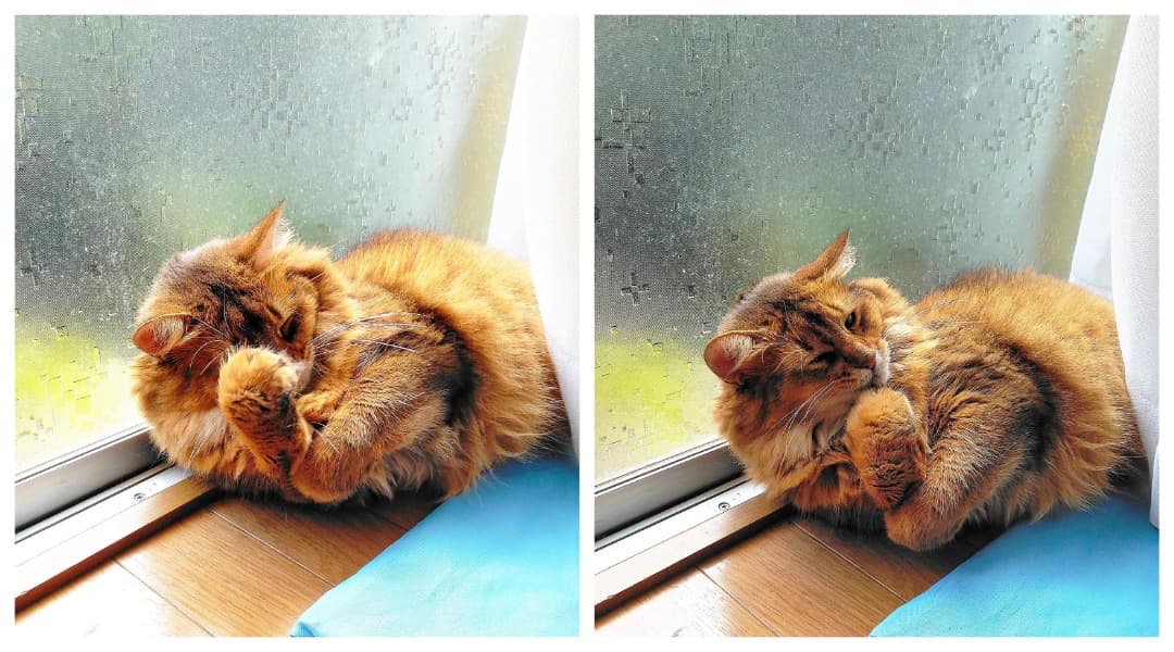 gato somalí se lava