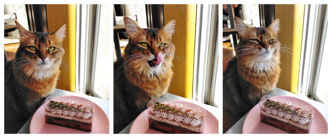 gato somalí desea un poco de tarta