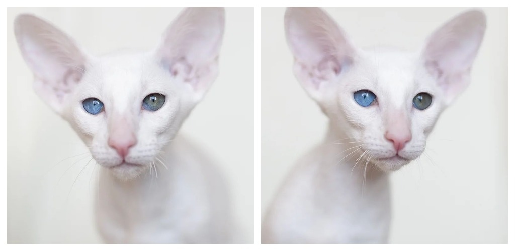 gato oriental blanco con los ojos azules, dos fotos