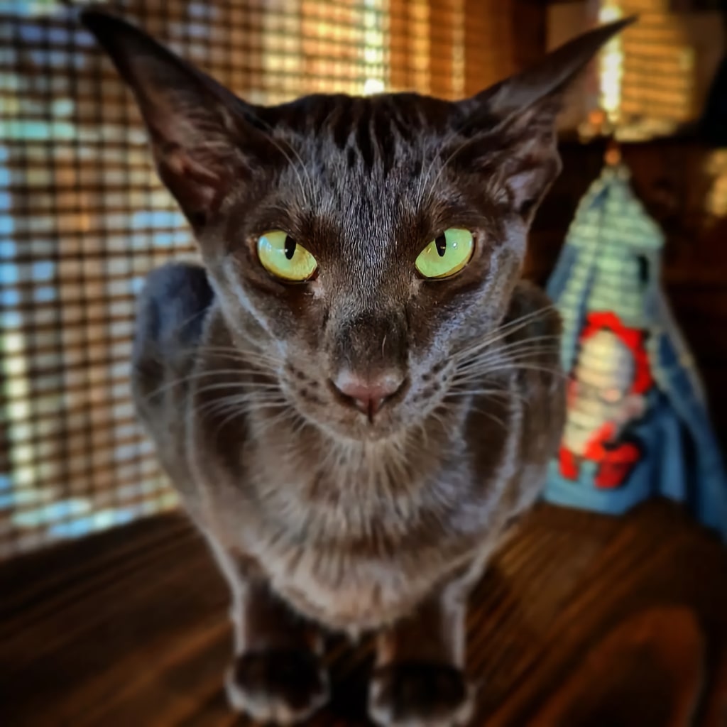 gato oriental marrón con los ojos verdes