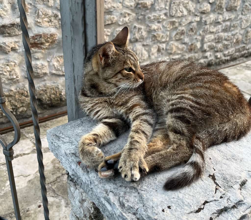 Gato europeo callejero