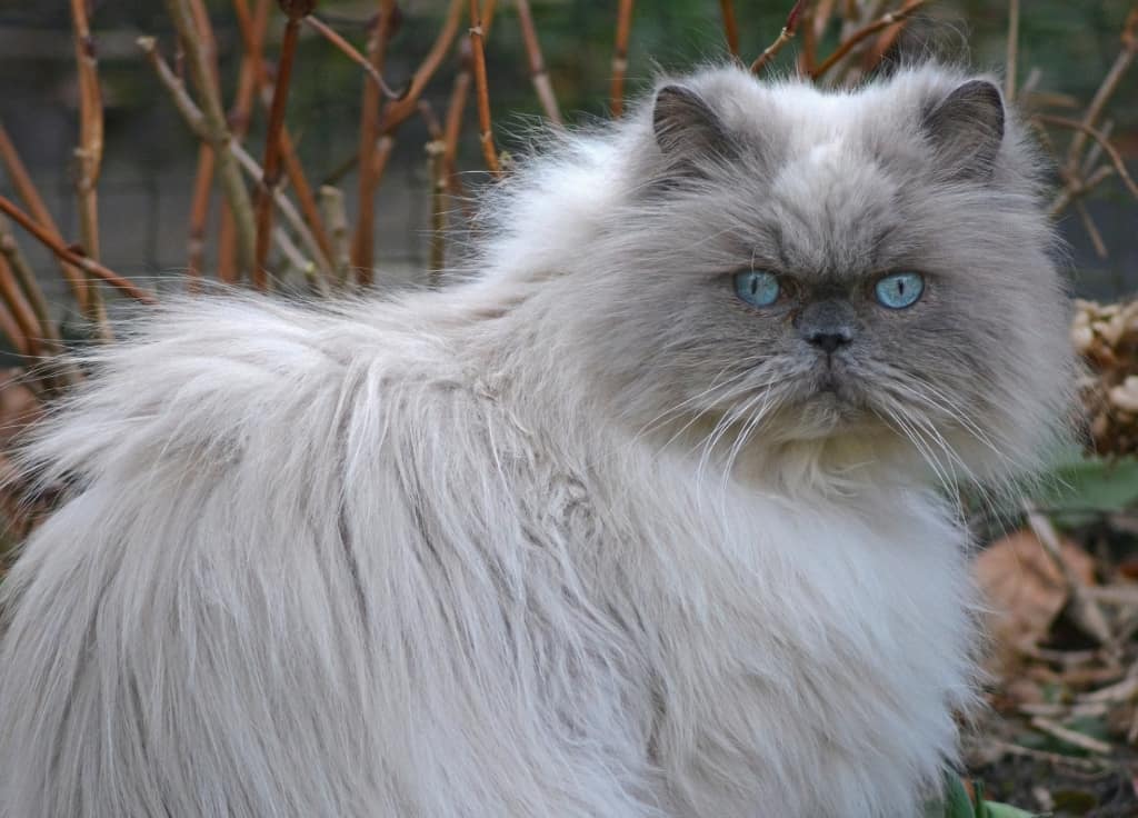gato persa gris con ojos azules