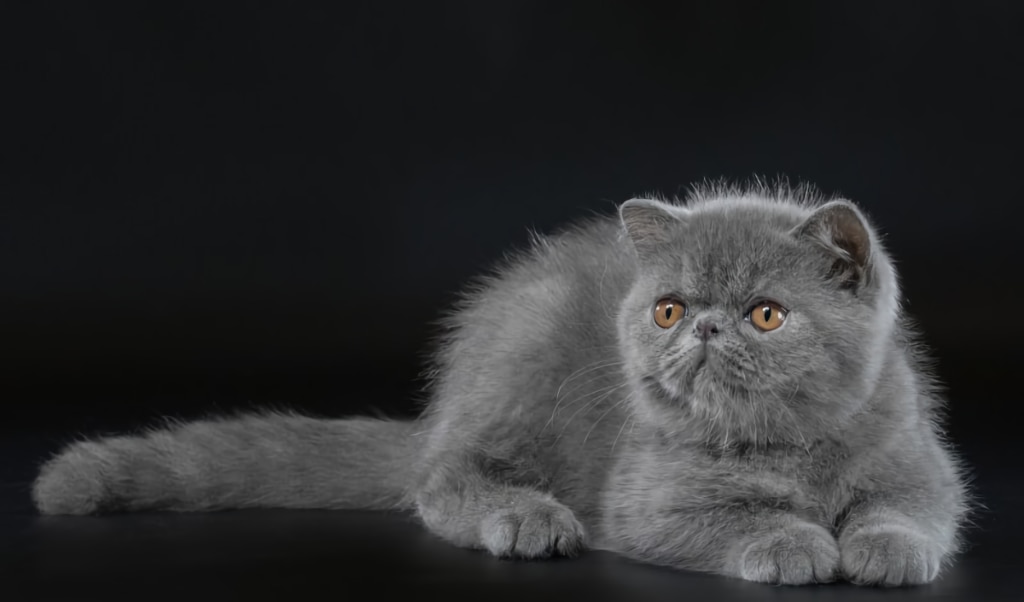 gato persa gris pelo corto