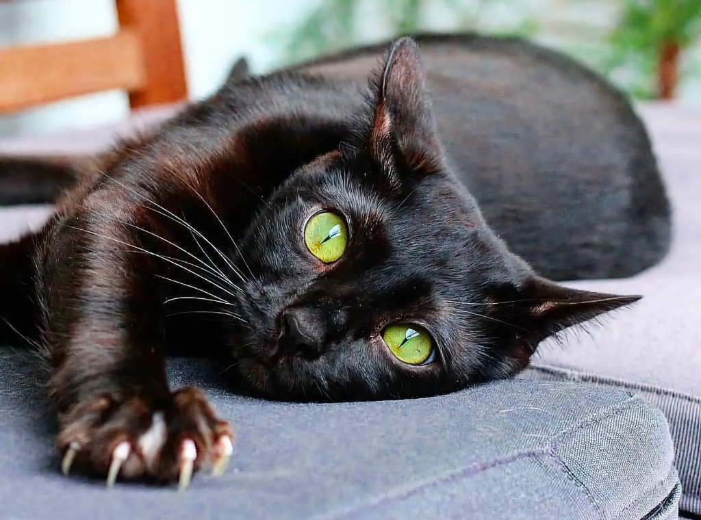 gato negro con uñas
